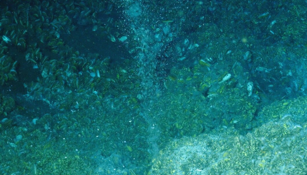 Metanen som bobler opp fra de kalde utslippstedene i Arktis gir næring til bakterier og andre organismer. (Foto: NOAA-OER/BOEM/USGS) Metanen som bobler opp fra de kalde utslippstedene i Arktis gir næring til bakterier og andre organismer. (Foto: NOAA-OER/BOEM/USGS)