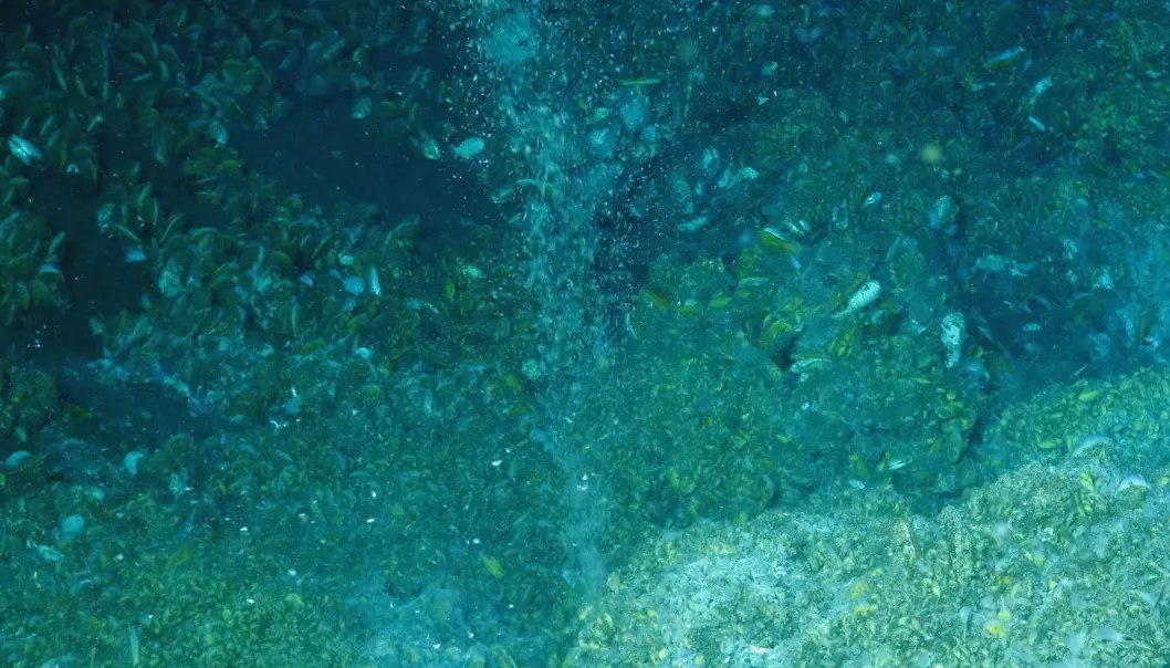 Havstrømmer forstyrrer metanspisende bakterier
