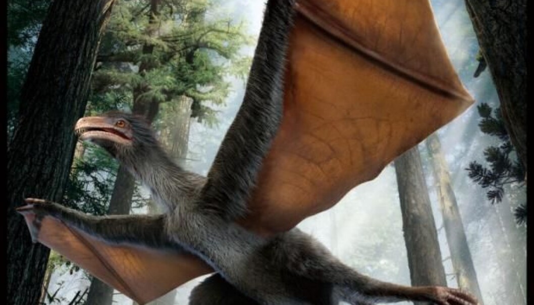 Vingene til «Yi qi» ligner ikke noe av det man har funnet hos dinosaurer. De minner mer om vingene til flaggermus og flygeekorn. (Foto: Nature) Vingene til «Yi qi» ligner ikke noe av det man har funnet hos dinosaurer. De minner mer om vingene til flaggermus og flygeekorn. (Foto: Nature)