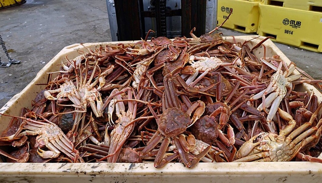 Snøkrabber fra Barentshavet på veg til markedet. (Foto: Gunnar Sætra/Havforskningsinstituttet) Snøkrabber fra Barentshavet på veg til markedet. (Foto: Gunnar Sætra/Havforskningsinstituttet)