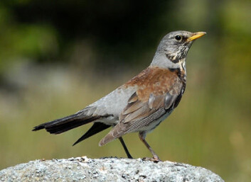 Gråtrosten hører du garantert om morgenen. (Foto: Oddvar Heggøy) Gråtrosten hører du garantert om morgenen. (Foto: Oddvar Heggøy)