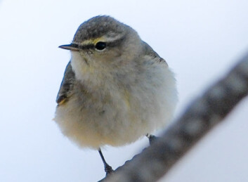 Gransangeren heter Chiffchaff på engelsk – etter lyden på sangen. (Foto: Oddvar Heggøy) Gransangeren heter Chiffchaff på engelsk – etter lyden på sangen. (Foto: Oddvar Heggøy)
