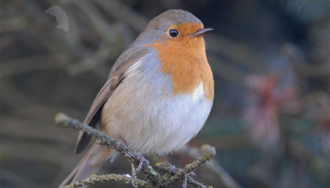 Rødstrupa er blant de aller tidligste fuglene som begynner å synge om våren. (Foto: Oddvar Heggøy) Rødstrupa er blant de aller tidligste fuglene som begynner å synge om våren. (Foto: Oddvar Heggøy)