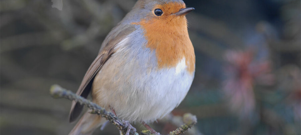Rødstrupa er blant de aller tidligste fuglene som begynner å synge om våren.  (Foto: Oddvar Heggøy)