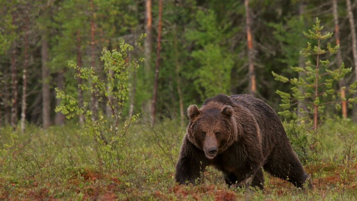 De sørfinske bjørnene beveger seg stadig lengre nordover. Og der treffer de på bjørner fra nordlige og østlige bestander. (Foto: Alexander Kopatz) De sørfinske bjørnene beveger seg stadig lengre nordover. Og der treffer de på bjørner fra nordlige og østlige bestander. (Foto: Alexander Kopatz)
