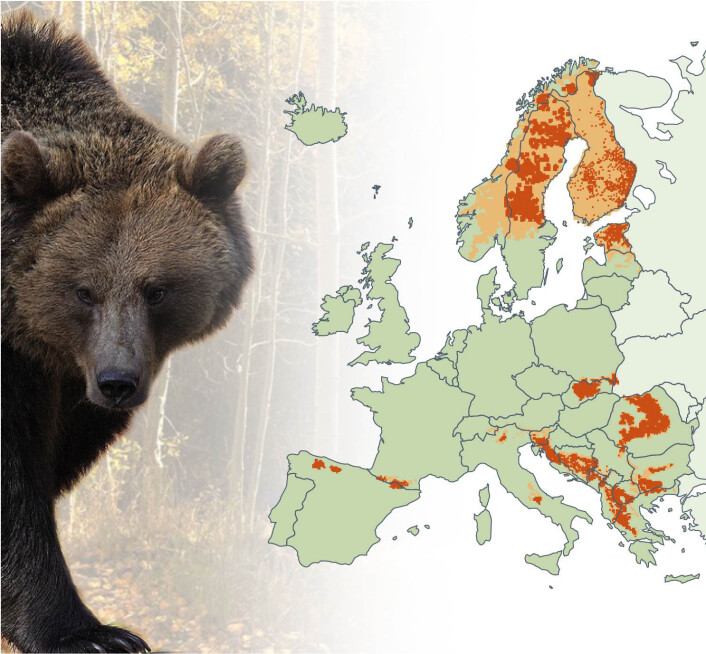I dag er det totalt omtrent 50 000 europeiske bjørner, som er fordelt på ti delbestander av svært varierende størrelse. Størst er den nordøst-europeiske bjørnestammen, med 37 000 individer, som er utbredt fra Latvia og Estland, gjennom Russland og Finland til Pasvikdalen i Øst-Finnmark. Den skandinaviske bjørnestammen teller minst 3000 individer. De finnes hovedsakelig i Sverige, men også i Sør- og Midt-Norge. (Foto: (Illustrasjon: Bioforsk)) I dag er det totalt omtrent 50 000 europeiske bjørner, som er fordelt på ti delbestander av svært varierende størrelse. Størst er den nordøst-europeiske bjørnestammen, med 37 000 individer, som er utbredt fra Latvia og Estland, gjennom Russland og Finland til Pasvikdalen i Øst-Finnmark. Den skandinaviske bjørnestammen teller minst 3000 individer. De finnes hovedsakelig i Sverige, men også i Sør- og Midt-Norge. (Foto: (Illustrasjon: Bioforsk))