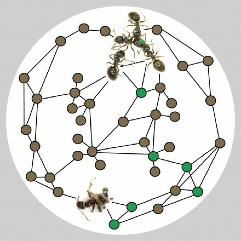 Illustrasjonen viser maur fra Line Vej Ugelvigs forsøk. Mauren med den grønne flekken på toppen er infisert med en dødelig dose soppsporer. Den blir rengjort av friske maur. Nederst et bilde av en død maur som det vokser soppsporer fra. Forskerne observerte kontakten med infiserte og friske maur. Prikkene illustrerer maur (grønne prikk er infiserte maur), og strekene som forbinder dem, er kontakten mellom disse.  (Foto: (Illustrasjon: Line Vej Ugelvig))