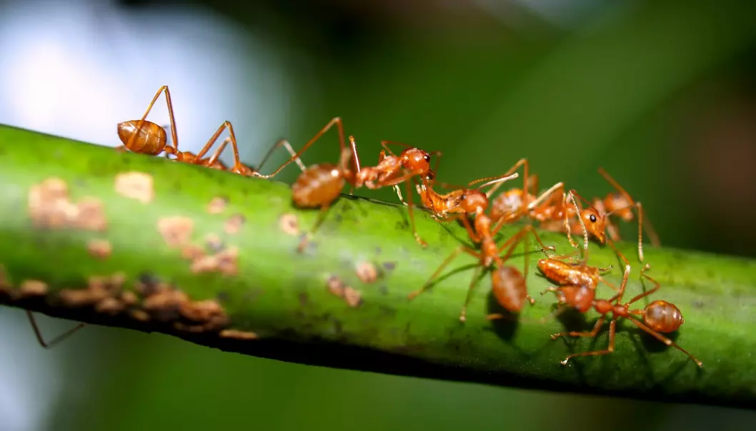 Maur pleier de syke for å unngå epidemier