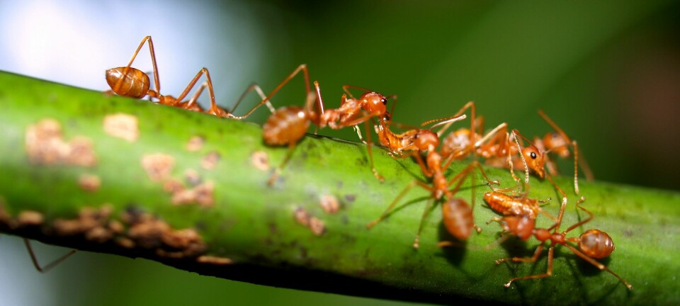 Forskere har infisert hagejordmaur (Lasius neglectus) med en soppsykdom. Det viste seg at friske maur forsøkte å «redde» de syke ved å rengjøre dem. (Foto: Colourbox)