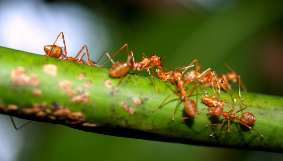 Forskere har infisert hagejordmaur (Lasius neglectus) med en soppsykdom. Det viste seg at friske maur forsøkte å «redde» de syke ved å rengjøre dem. (Foto: Colourbox)