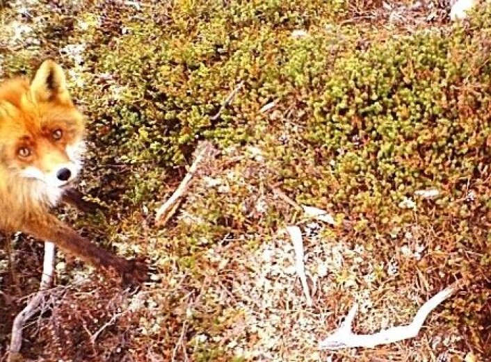 Viltkameraer gjør forskningen mye enklere for mange naturforskere. Her avslører rødreven seg selv. Eggene er spist opp. (Foto: Høgskolen i Hedmark) Viltkameraer gjør forskningen mye enklere for mange naturforskere. Her avslører rødreven seg selv. Eggene er spist opp. (Foto: Høgskolen i Hedmark)