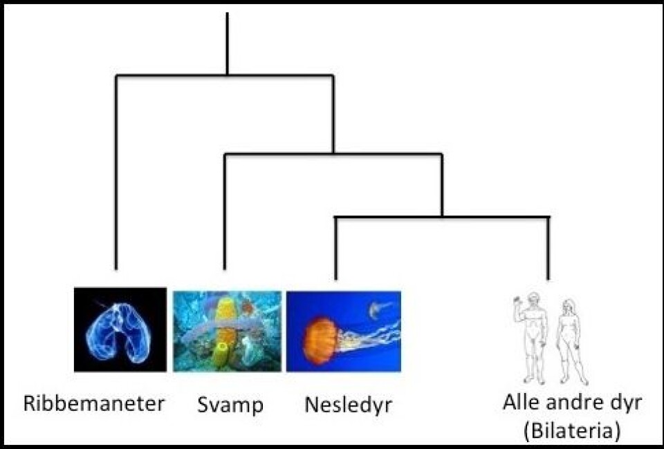 Ny forståelse av vårt slektskap med de mest primitive dyregruppene. (Foto: (Bilder fra Wikipedia))