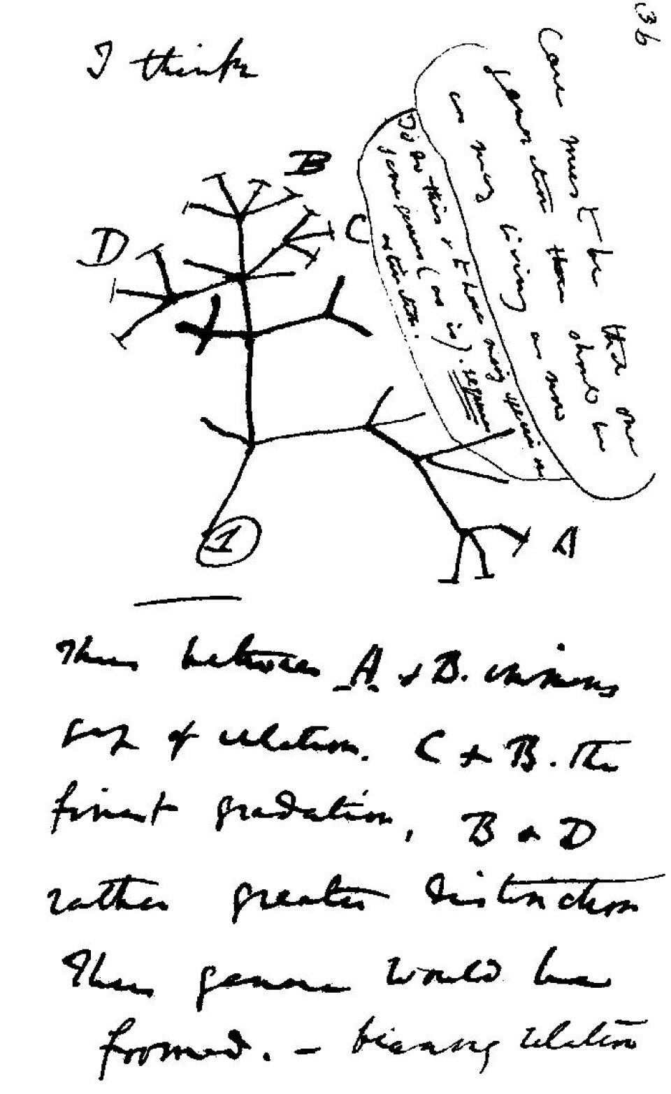 «I think» skrev Charles Darwin i 1837, før han tegnet sitt første evolusjonstre. (Foto: (Illustrasjon: Wikimedia Commons))