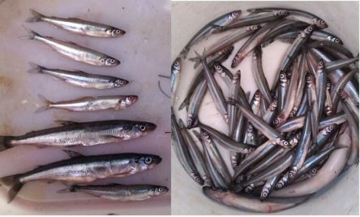 Faunakriminalitet har ført til at det nå er blitt store mengder av den uønskede fiskearten Krøkle i Storsjøen i Nord-Østerdalen. (Foto: Mari Hagenlund) Faunakriminalitet har ført til at det nå er blitt store mengder av den uønskede fiskearten Krøkle i Storsjøen i Nord-Østerdalen. (Foto: Mari Hagenlund)