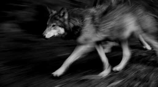 Godtar ulovlig jakt på ulv