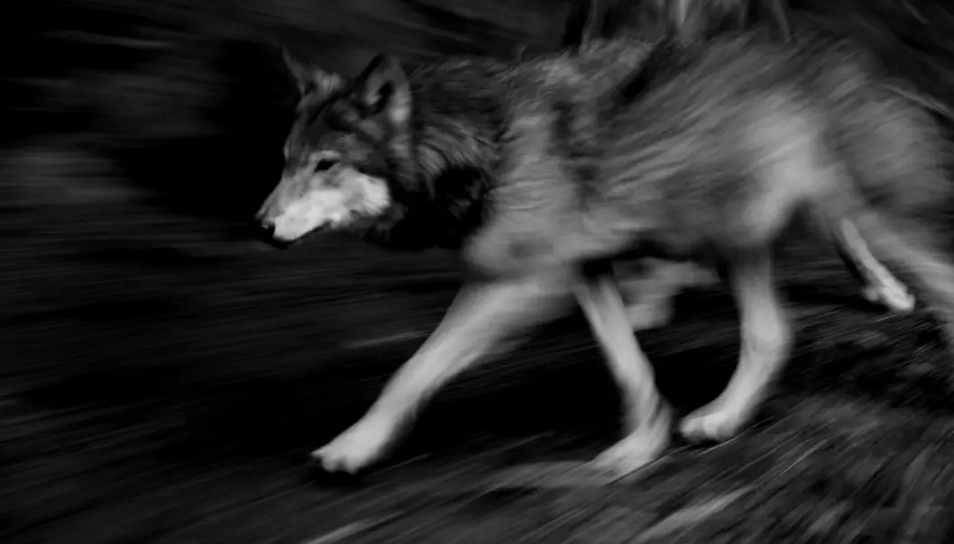 Godtar ulovlig jakt på ulv