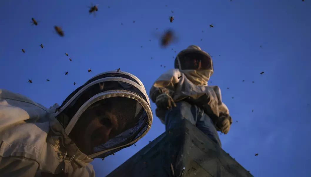 40 prosent av amerikanske bier forsvant i fjor