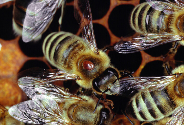 Varroa-midden er den røde klumpen som sitter på ryggen til bien. Midden er ikke mer enn 1,6 mm bred, men den kan spre farlige sykdommer blant biene. (Foto: Klaus Nowottnick/DPA) Varroa-midden er den røde klumpen som sitter på ryggen til bien. Midden er ikke mer enn 1,6 mm bred, men den kan spre farlige sykdommer blant biene. (Foto: Klaus Nowottnick/DPA)