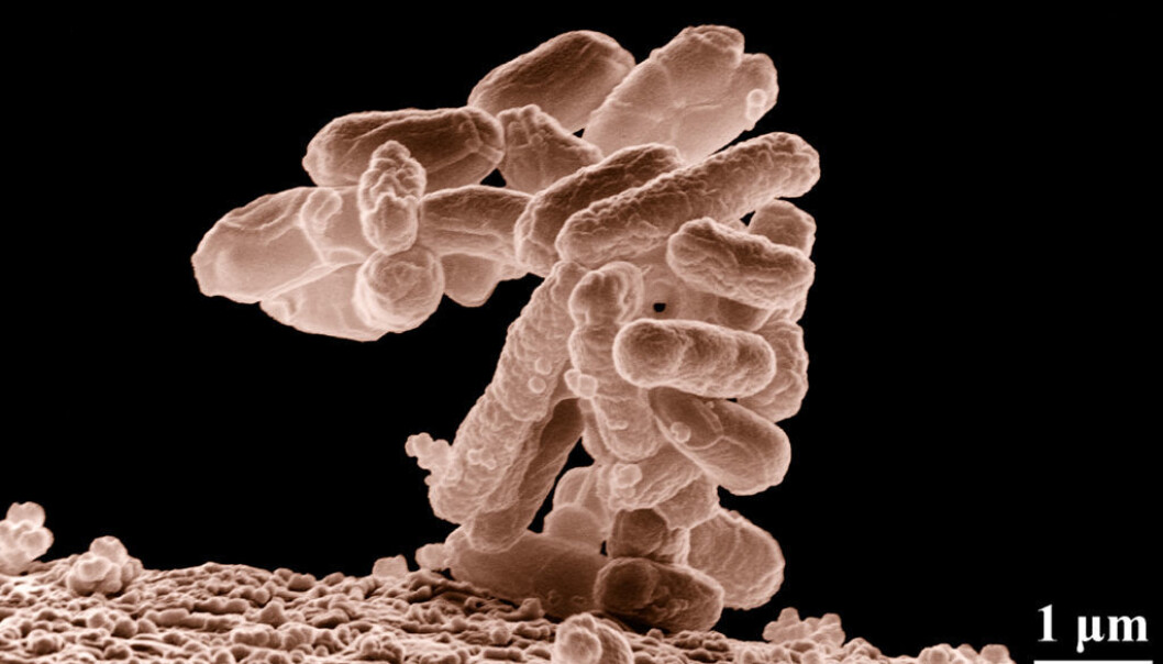 E.coli-bakterier forstørret 10 000 ganger. Dette er en vanlig tarmbakterie, men noen typer kan forårsake matforgiftning. (Foto: Eric Erbe, digital colorization by Christopher Pooley, both of USDA, ARS, EMU) E.coli-bakterier forstørret 10 000 ganger. Dette er en vanlig tarmbakterie, men noen typer kan forårsake matforgiftning. (Foto: Eric Erbe, digital colorization by Christopher Pooley, both of USDA, ARS, EMU)
