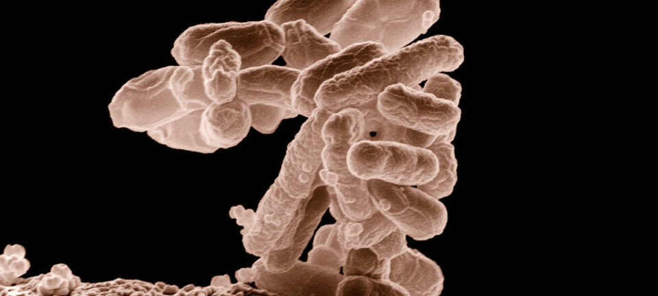 E.coli-bakterier forstørret 10 000 ganger. Dette er en vanlig tarmbakterie, men noen typer kan forårsake matforgiftning.  (Foto: Eric Erbe, digital colorization by Christopher Pooley, both of USDA, ARS, EMU)
