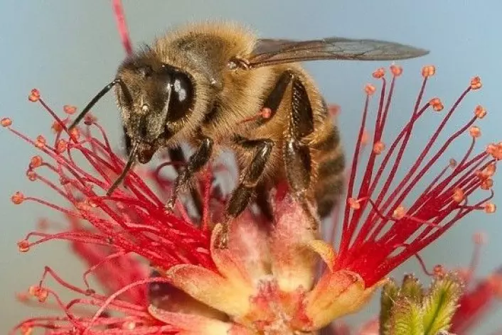 Forskere verden over prøver hardt å finne årsaken til at honningbier dør i store mengder. (Foto: Christofer Bang)