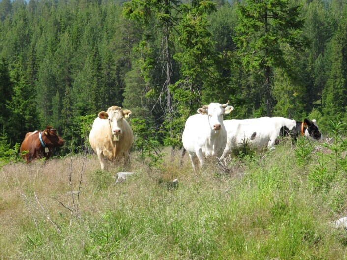 Hedmark har som målsetting i bli Norges største kjøttfylke. I sommer slippes det 20 000 store kjøttdyr på beite i hedmarkskogen. Dyr på utmarksbeite blir kortreist mat. Dyrevelferden blir høy når dyra får gå fritt. For bøndene blir det samtidig både rasjonelt og rimelig å sende kyrne ut i skogen, slik bønder gjorde før i tiden. (Foto: Yngve Rekdal/Skog og landskap) Hedmark har som målsetting i bli Norges største kjøttfylke. I sommer slippes det 20 000 store kjøttdyr på beite i hedmarkskogen. Dyr på utmarksbeite blir kortreist mat. Dyrevelferden blir høy når dyra får gå fritt. For bøndene blir det samtidig både rasjonelt og rimelig å sende kyrne ut i skogen, slik bønder gjorde før i tiden. (Foto: Yngve Rekdal/Skog og landskap)