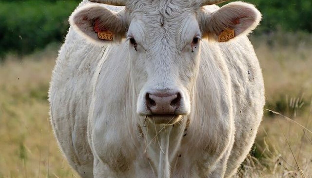 Kjøttfe som charolais kan veie opptil 800 kilo hver. Disse dyrene har et mye sterkere flokkinstinkt enn den vanlige norske, røde kua. (Foto: Marie-Lan Nguyen / Wikimedia Commons) Kjøttfe som charolais kan veie opptil 800 kilo hver. Disse dyrene har et mye sterkere flokkinstinkt enn den vanlige norske, røde kua. (Foto: Marie-Lan Nguyen / Wikimedia Commons)