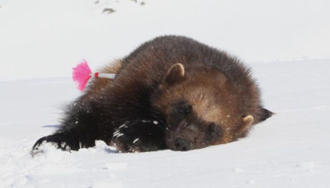 Den gikk nesten hele Norge på langs, men nå er ferden over for Tanajerven. 17. april ble den skutt. (Foto: Rein Arne Golf/Statens naturoppsyn) Den gikk nesten hele Norge på langs, men nå er ferden over for Tanajerven. 17. april ble den skutt. (Foto: Rein Arne Golf/Statens naturoppsyn)