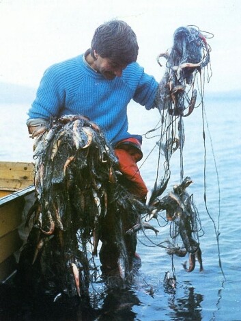 På begynnelsen av 1980-tallet var røyebestanden i Takvatnet enorm, og dominert av små og sterkt parasittert fisk. (Foto: UiT) På begynnelsen av 1980-tallet var røyebestanden i Takvatnet enorm, og dominert av små og sterkt parasittert fisk. (Foto: UiT)