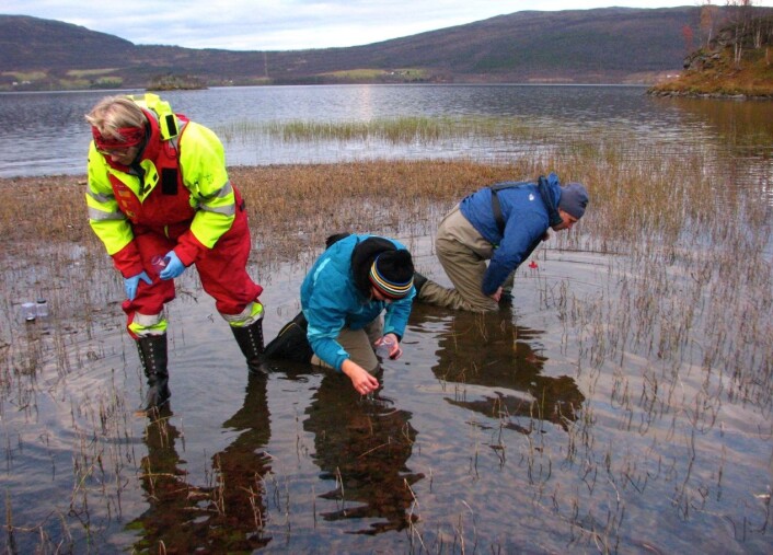 Konsentrerte og engasjerte biologer samler inn og dokumenterer diverse dyr i strandsona i Takvatnet. (Foto: UiT) Konsentrerte og engasjerte biologer samler inn og dokumenterer diverse dyr i strandsona i Takvatnet. (Foto: UiT)