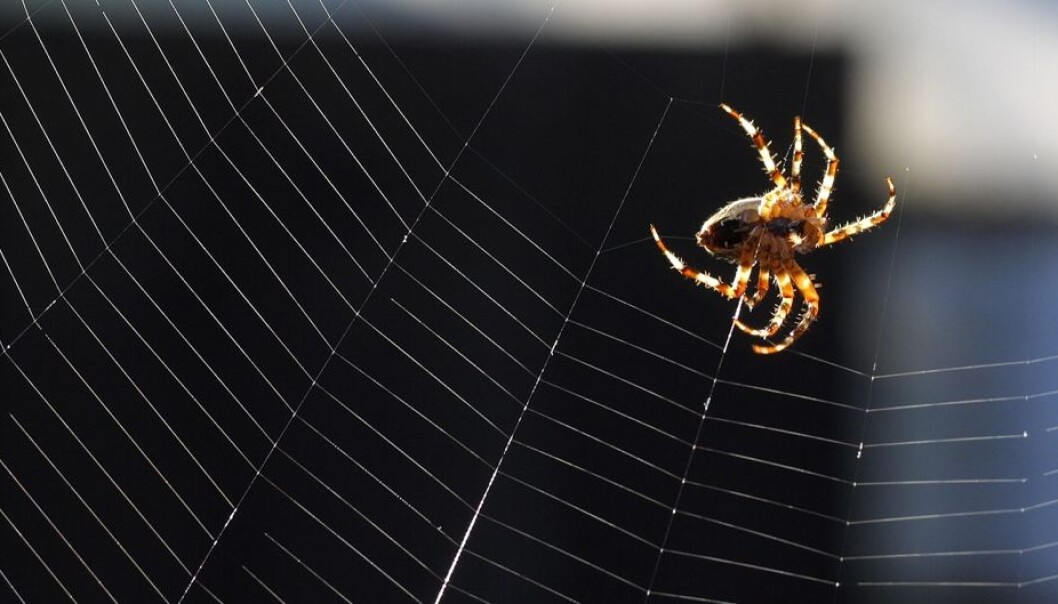 Edderkoppen bruker de fine silketrådene til de mest avanserte oppgaver. (Foto: Heidi Maxmiling, Scanpix Danmark) Edderkoppen bruker de fine silketrådene til de mest avanserte oppgaver. (Foto: Heidi Maxmiling, Scanpix Danmark)