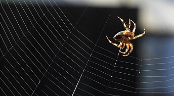Edderkopper bruker spindelvevet kreativt