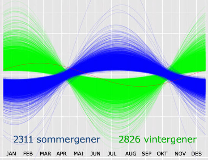 Nesten en fjerdedel av genene våre skrus av og på av årstidene, viser studien i Nature Communications. Figuren viser hvordan 2311 av genene skrur seg på om sommeren (blå kurver) mens 2826 gener skrur seg på om vinteren (grønne kurver). (Foto: (Figur: Nature Communications, Castro Dopico et al., Nature Communications, bearbeidet av forskning.no)) Nesten en fjerdedel av genene våre skrus av og på av årstidene, viser studien i Nature Communications. Figuren viser hvordan 2311 av genene skrur seg på om sommeren (blå kurver) mens 2826 gener skrur seg på om vinteren (grønne kurver). (Foto: (Figur: Nature Communications, Castro Dopico et al., Nature Communications, bearbeidet av forskning.no))