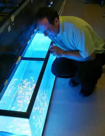 Forskerne ved Purdue University introduserte genetisk modifiserte fisk i sebrafiskkolonier for å se hvordan de ville spre genene sine videre til neste generasjon.  (Foto: Purdue University/Tom Campell)