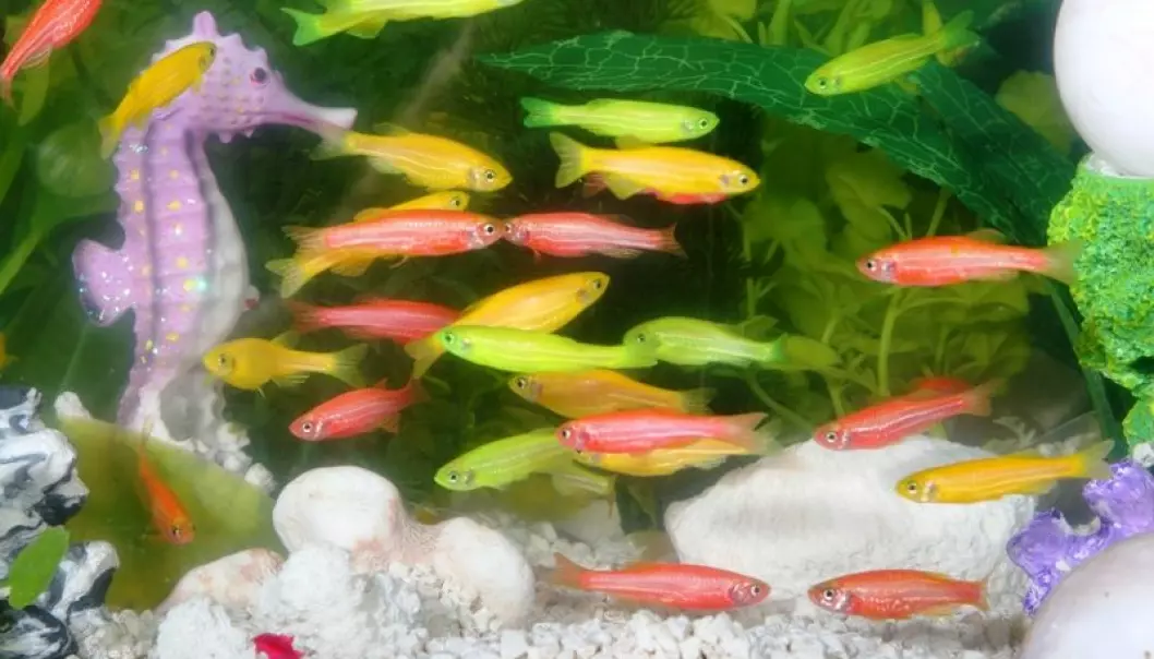 GloFish, en patentert, genmodifisert sebrafisk kjennetegnes ved de sterke fargene.  (Foto: Wikimedia/www.glofish.com)