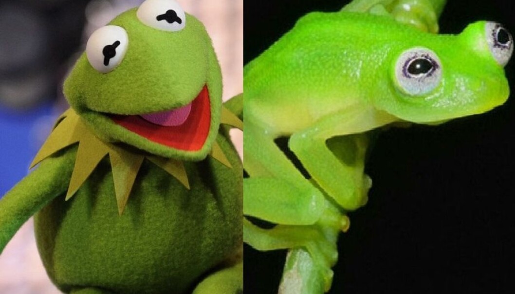 Hyalinobatrachium dianae er nokså lik Kermit. For ordens skyld: Kermit er frosken til venstre. (Foto: Brian Kubicki/AP Photo/Disney, Gene Duncan) Hyalinobatrachium dianae er nokså lik Kermit. For ordens skyld: Kermit er frosken til venstre. (Foto: Brian Kubicki/AP Photo/Disney, Gene Duncan)