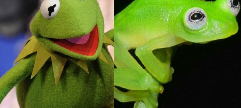 Hyalinobatrachium dianae er nokså lik Kermit. For ordens skyld: Kermit er frosken til venstre.  (Foto: Brian Kubicki/AP Photo/Disney, Gene Duncan)