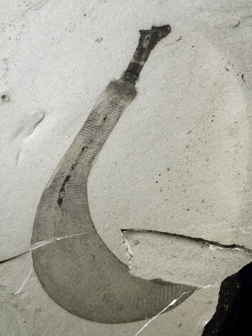 Dette er fossilet av den nye arten, Ottoia tricuspida. (Foto: Martin Smith) Dette er fossilet av den nye arten, Ottoia tricuspida. (Foto: Martin Smith)