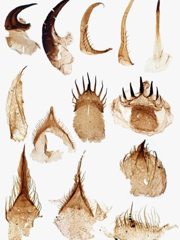 Slik ser tennene til fossilet av penismarken <i>Ottoia prolifica</i> ut. Foto: Tom Harvey Slik ser tennene til fossilet av penismarken <i>Ottoia prolifica</i> ut. Foto: Tom Harvey