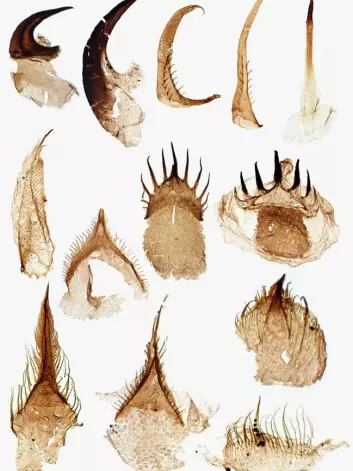 Slik ser tennene til fossilet av penismarken <i>Ottoia prolifica</i> ut. Foto: Tom Harvey