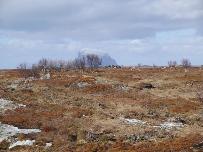 Gammelnorsk sau på øybeite med kystlynghei. Røsslyng er en viktig beiteressurs for utegangersau. (Foto: Annette Bär) Gammelnorsk sau på øybeite med kystlynghei. Røsslyng er en viktig beiteressurs for utegangersau. (Foto: Annette Bär)