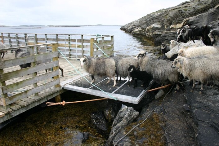 Sauen føres til øybeite med båt. (Foto: Vibeke Lind) Sauen føres til øybeite med båt. (Foto: Vibeke Lind)