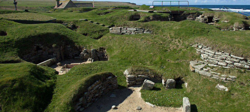 Slik bodde folk på Orknøyene for 5000 år siden. Steinalderbosetningen Skara Brae er så godt bevart at den omtales som «Skottlands Pompeii». Nå viser det seg at orknøyingene fremdeles bærer på uventet mye DNA fra folkegruppene som bodde på øyene før vikingene kom. (Foto: Georg Mathisen)