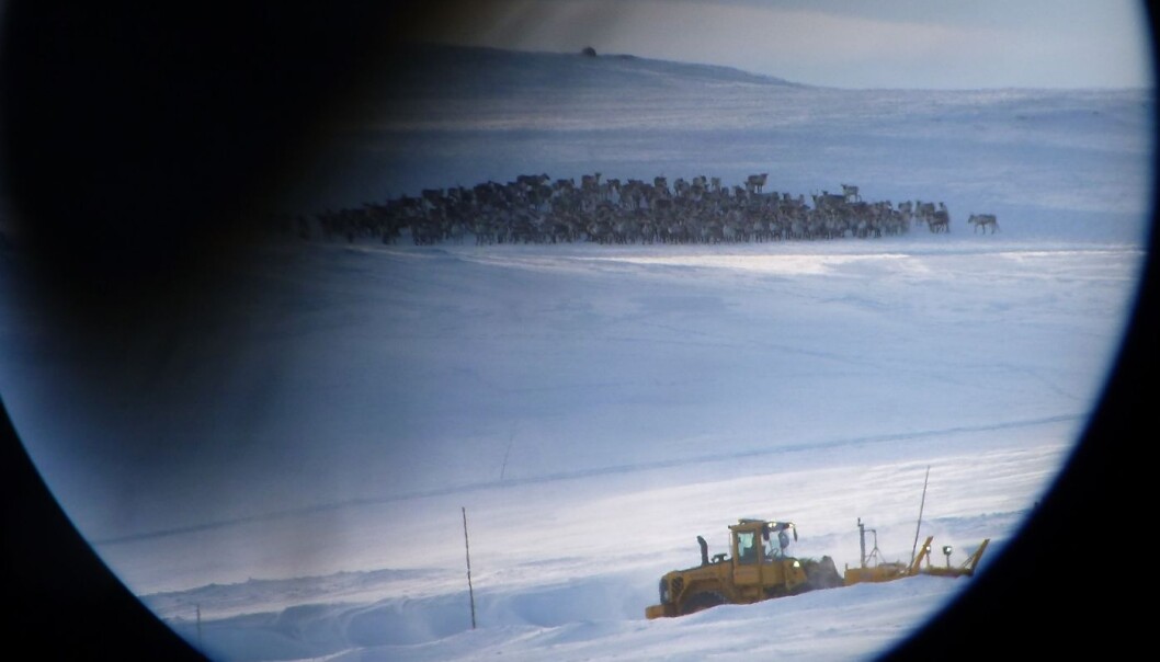 Villrein ved Rv7 på Hardangervidda. (Foto: Knut Nylend, Statens naturoppsyn) Villrein ved Rv7 på Hardangervidda. (Foto: Knut Nylend, Statens naturoppsyn)