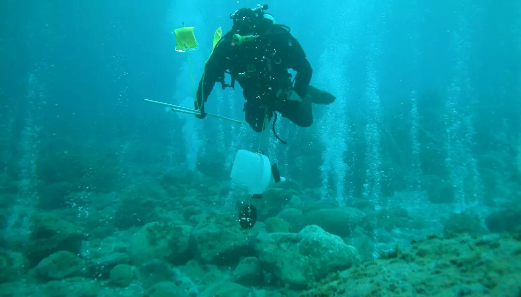 En dykker studerer havforsuringen nær CO2-oppkomme. (Foto: G. Caramana)