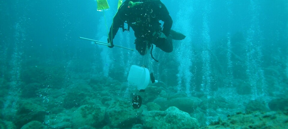 En dykker studerer havforsuringen nær CO2-oppkomme. (Foto: G. Caramana)