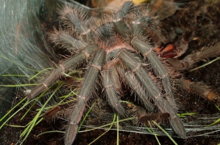 Tarantellen Lasiodora parahybana har nettopp skiftet ham. Her ligger den på en matte av spinn. Denne matten beskytter mot uvedkommende småkryp under denne veldig sårbare prosessen. (Foto: Camilla Håkonsrud Jensen) Tarantellen Lasiodora parahybana har nettopp skiftet ham. Her ligger den på en matte av spinn. Denne matten beskytter mot uvedkommende småkryp under denne veldig sårbare prosessen. (Foto: Camilla Håkonsrud Jensen)
