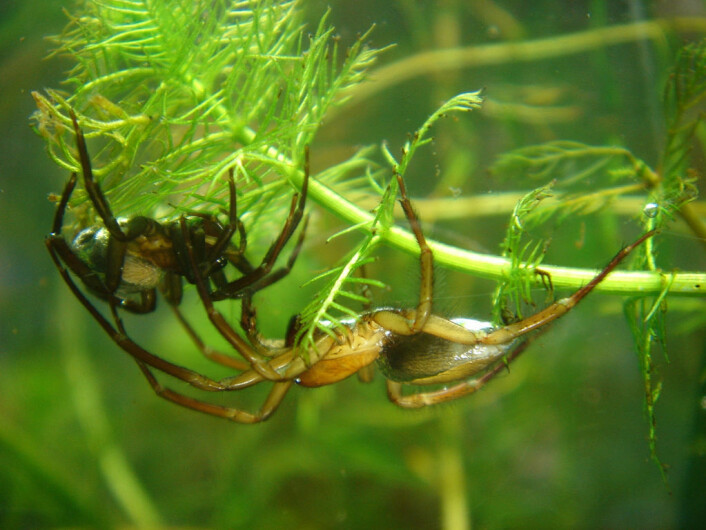 Vannedderkoppen lever hele sitt liv i en dykkerklokke laget av edderkoppsilke under vann. (Foto: Wikimedia Commons)