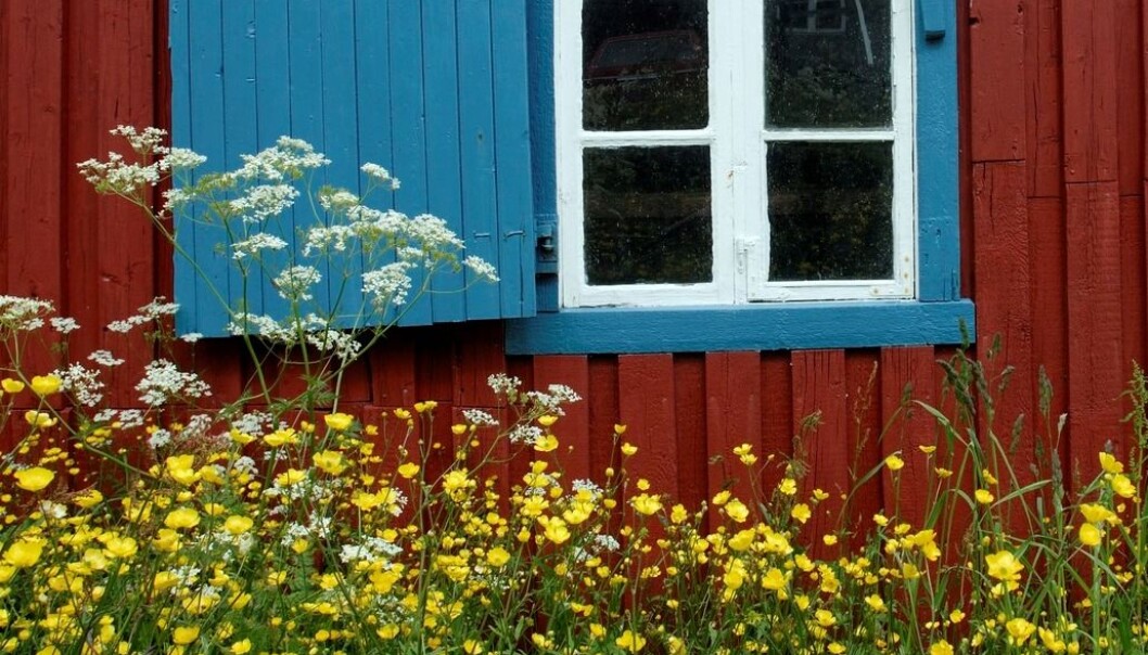 Har du lyst på blomstereng i hagen? Og samtidig gjøre noe bra for insekter og artsmangfoldet? Her får du rådene. (Foto: Samfoto) Har du lyst på blomstereng i hagen? Og samtidig gjøre noe bra for insekter og artsmangfoldet? Her får du rådene. (Foto: Samfoto)