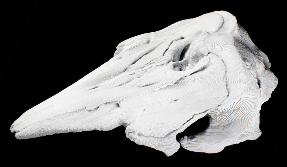Naturen streber etter symmetri, men skallen til hvithvalen er asymmetrisk. Her har Trond Kasper Mikkelsen laget en symmetrisk utgave av skallen i papp. Han kaller den et hyperfossil.  (Foto: Trond Kasper Mikkelsen)